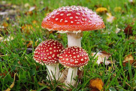 Fly Amanita, Mushroom Identification, Autumn Tattoo, Mushroom Images, Red Mushrooms, Mushroom Wallpaper, Plant Study, Mushroom Pictures, Amanita Muscaria