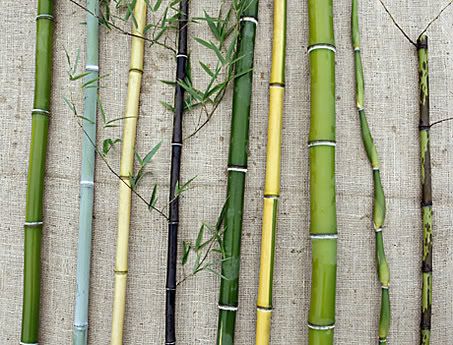 Variation in bamboo is mainly in the culms, as shown by this selection from Little Acre Farm in Howell Township. From left -  Phyllostachys aureosulcata  Phyllostachys glauca  Phyllostachys aureosulcata aureocaulis, golden crookstem  Phyllostachys nigra, black bamboo  Phyllostachys nuda  Phyllostachys aureosulcata spectabilis  Phyllostachys dulcis, sweetshoot bamboo  Pseudosasa japonica 'Tsutsumiana', green onion bamboo  Phyllostachys glauca yunzhu. Phyllostachys Nigra, Bamboo Landscape, Growing Bamboo, Bamboo Structure, Gardening Zones, Bamboo Poles, Bamboo Garden, Bamboo Crafts, Grasses Garden