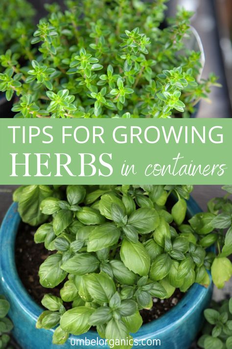 Outside Herb Garden Ideas, Planting Basil In Pots, Herb Decor, Herbs In Containers, Growing Herbs In Pots, Witchy Garden, Herb Garden Pots, Container Herb Garden, Growing Herbs Indoors