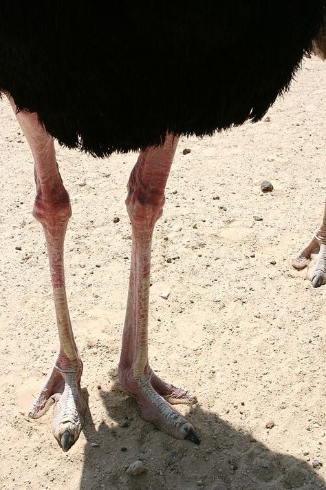 Sand Animals, Ostrich Legs, Art Memes, Creature Design, Art Class, Art Classes, Animals Beautiful, Camel, Character Design