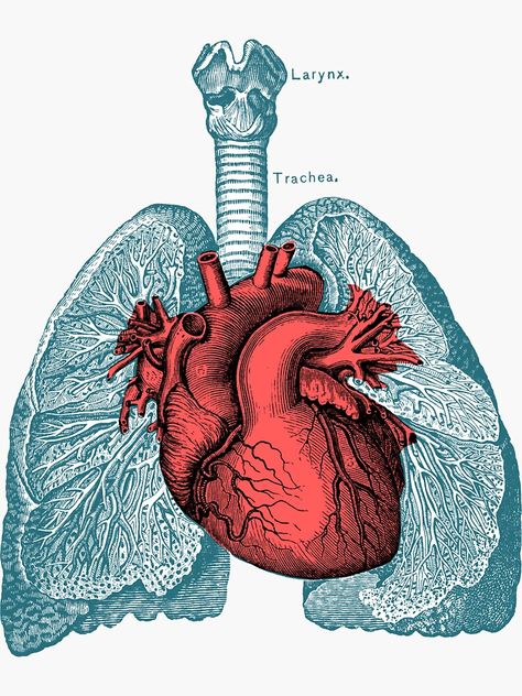 "Red Heart and Lungs Human Anatomy art" Sticker by PRRINT | Redbubble Heart Anatomy Drawing, Lungs Drawing, Lungs Art, Lung Anatomy, Heart Organ, Medical Stickers, Heart Anatomy, Respiratory Therapy, Heart And Lungs