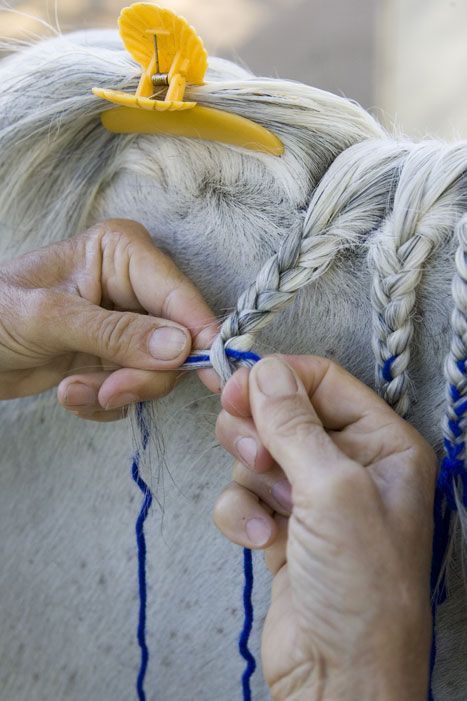 Horse Hair Styles, Mane Braiding, Horse Hairstyles, Mane Braids, Horse Mane Braids, Horse Braids, Horse Hair Braiding, Horse Braiding, Horse Showing