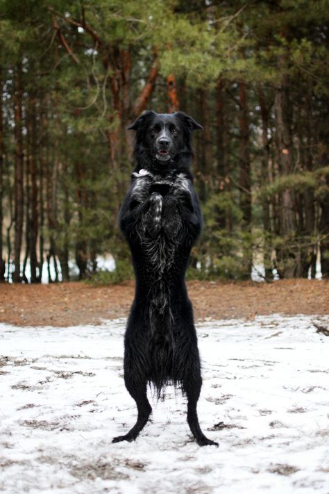 Border Collie Black, Black Border Collie, Border Collies, Black Border, Border Collie, Dogs, Animals, Black