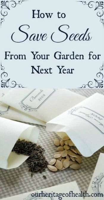 How To Save Seeds, Save Seeds, Saving Seeds, Vegetable Gardening Ideas, Survival Gardening, Seed Bank, Garden Types, Seed Saving, Garden Harvest