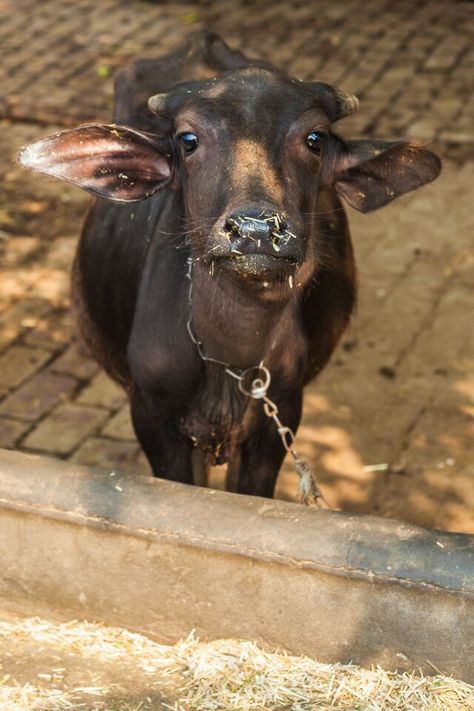 Punjab Pind Haryanvi Culture, Agriculture Pictures, Punjab Culture, Punjabi Culture, Village Photos, Fire Photography, Village Photography, Cow Calf, Snap Streak