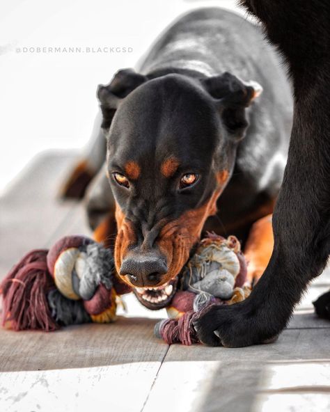 Dog Growling, Night Dog, Angry Dog, Stop Dog Barking, Dog Anatomy, Barking Dog, Doberman Pinscher Dog, Scary Dogs, Pet Halloween Costumes