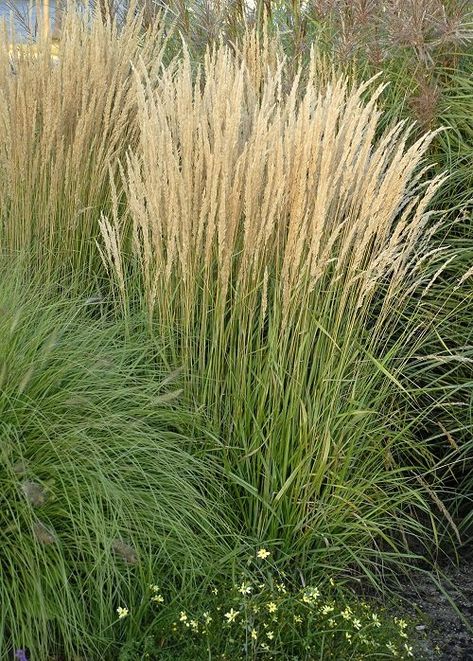 Scientific Name: Calamagrostis x acutiflora

This ornamental grass is worthy of any pretty garden because of its slender and upright growth and the lovely texture it brings with its feather-like flowers. Karl Forester, Privacy Planters, Garden Grasses, Feather Reed Grass, Plant Palette, Ornamental Grass, Grasses Landscaping, Planting Plan, Gravel Garden