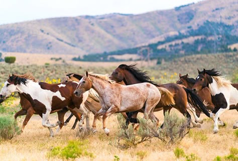 Horse Wallpapers, Horses Galloping, Wild Horse Pictures, Horse Herd, Wild Horses Mustangs, Horses Farm, Horses Running, Mustang Horse, Wild Mustangs