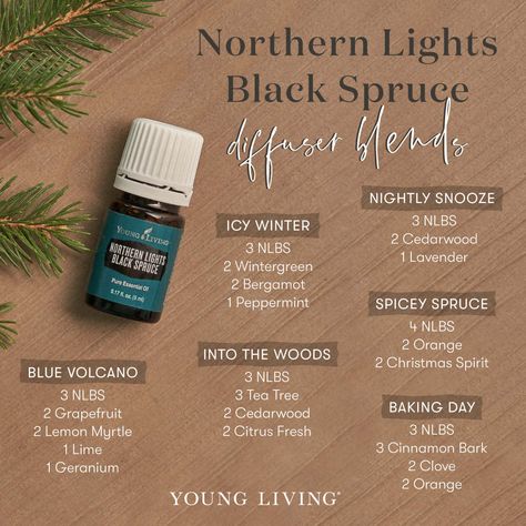 Try out these Northern Lights Black Spruce diffuser blends that are peaceful, grounding, and centering! Blue Volcano (NLBS, Grapefruit, Lemon Myrtle, Lime, Geranium); Icy Winter (NLBS, Wintergreen, Bergamot, Peppermint); Into the Woods (NLBS, Tea Tree, Cedarwood, Citrus Fresh); Nightly Snooze (NLBS, Cedarwood, Lavender); Spicy Spruce (NLBS, Orange, Christmas Spirit); and Baking Day (NLBS, Cinnamon Bark, Clove, Orange). #aromatherapy #essentialoils #diffuserblends #youngliving #yleo Black Spruce Essential Oil, Northern Lights Black Spruce, Yl Diffuser Blends, Diffuser Blends Young Living, Christmas Diffuser Blends, Spruce Essential Oil, Young Living Diffuser, Eo Blends, Black Spruce