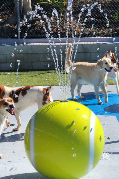 Cool Dog Park, Dogs Park Design, Best Dog Parks, Dog Playground Indoor, Dog Park Bar, Indoor Dog Park Ideas, Pet Park Design, Dog Play Area Indoor, Diy Dog Park