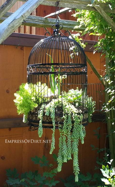 Free a birdcage! Plant succulents. I'm totally doing this!! @chantellep13 you can help me! Time for a thrift shop hunt! Birdcage Planter, Taman Vintage, Creative Planters, Unusual Planter, Creative Planter, Container Gardening Ideas, Whiskey Barrels, نباتات منزلية, Garden Containers