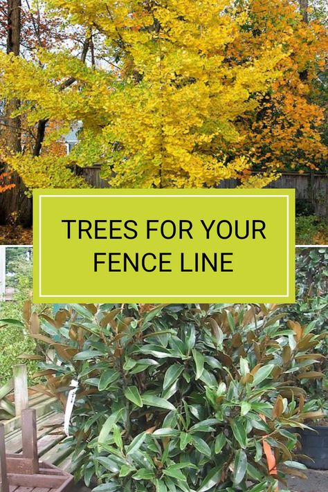 Finding the right trees to plant along your fence line is crucial, especially when looking for those that have an upright and narrow growth habit. Fastigiate trees are ideal for this purpose, balancing aesthetics and space. Explore options like Ginkgo biloba 'Princeton Sentry' or Magnolia grandiflora 'Alta' that can enhance your backyard. To learn more about selecting the best trees for your outdoor space, check out the full article and transform your outdoor living area with beautiful plants. Trees Along Fence Backyards, Fastigiate Trees, Backyard Garden Design Ideas, Tree Garden Design, Landscaping Along Fence, Maidenhair Tree, Magnolia Grandiflora, Narrow Garden, Slim Tree