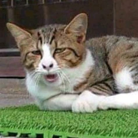 Funny Looking Cats, Ugly Cat, Funny Animal Photos, Cats Pictures, Silly Cats Pictures, Cute Cats Photos, Cat Meme, Cat Icon, Funny Animal Jokes