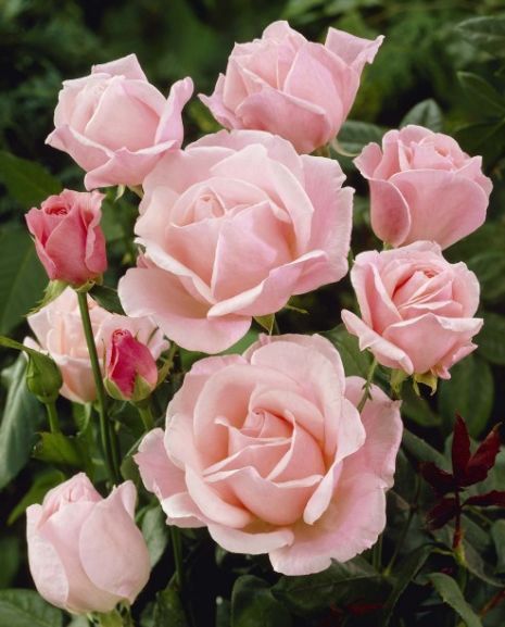 Rose Queen, Love Roses, Smell The Roses, Fragrant Flowers, Love Rose, All Flowers, Flower Beauty, Beautiful Blooms, Rose Garden