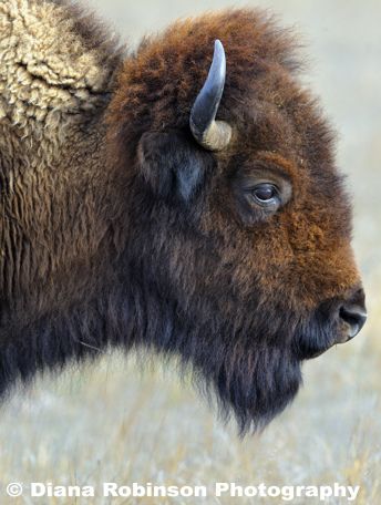 Buffalo head | Buffalo head | Diana Robinson | Flickr Buffalo Pictures, Bison Photography, Bison Photo, Buffalo Painting, Buffalo Animal, Bison Art, Buffalo Art, American Buffalo, Buffalo Bison