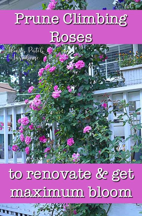 How to prune and train climbing roses to renovate and get more blooms. This works on most climbing roses including Eden roses, Zepherine and more. #roses #verticalgardening #climbing How To Grow Climbing Roses, How To Prune Climbing Roses, How To Train Climbing Roses, Climbing Rose Trellis Ideas, Trimming Roses, Train Climbing Roses, Climbing Roses On House, Climbing Rose Trellis, Best Climbing Roses