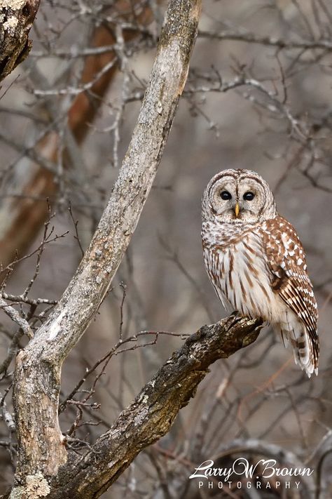 RAPTOR PERCH | Shenandoah National Park, VA The barred owl, … | Flickr Barred Owl Drawing, Barred Owl Tattoo, Barred Owl Photography, Barred Owls, Forest Owl, Owl Rocks, Owl Species, Small Mammals, Owl Wings