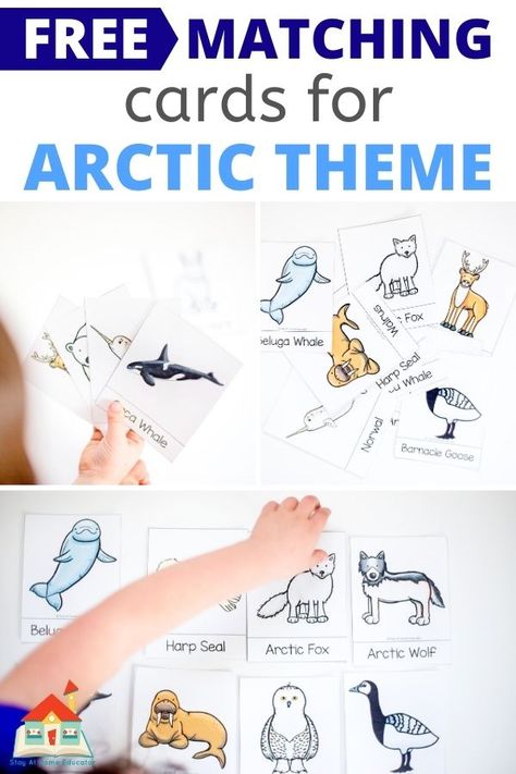 Free arctic animal vocabulary cards for preschool Arctic theme. Free arctic animal activities using vocabulary cards. These matching cards can be used like 3-part Montessori cards. Get free arctic animals matching cards and six preschool arctic animals activities to do with this free arctic animal preschool printable. Arctic Animal Lesson Plans For Preschool, Arctic Animal Science Preschool, Antarctic Animals Free Printables, Preschool Arctic Animals Activities, Preschool Artic Animals Activities, Arctic Animals Toddler Activities, Arctic Preschool Activities, Polar Animals Preschool Crafts, Arctic Animals Preschool Theme