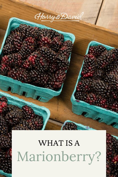 Have you ever wondered what is a marionberry? It is a hybrid variety of two types of blackberries, native to Oregon. In addition to answering the question ‘what are marionberries’, we discuss the history of this berry and have recipes we hope you will try out. Fruit Pairings, Savoury Crackers, English Knowledge, Harry & David, Persian Cuisine, Gardening Vegetables, Sweet Tart, Different Fruits, Container Gardening Vegetables