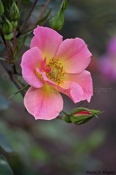 Have A Fabulous Day, Unusual Flowers, 수채화 그림, My Gallery, Beautiful Rose Flowers, Botanical Flowers, Wild Roses, Flowers Nature, Flower Photos