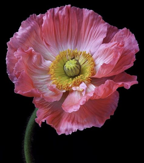 Poppy Photography, Poppy Photo, Icelandic Poppies, Aesthetic Garden, Poppy Art, Macro Flower, Garden Aesthetic, Pink Poppies, Floral Photography