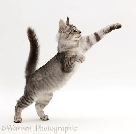 Photograph of Mackerel Silver Tabby cat, playfully jumping up. Rights managed white background image. Ticked Tabby Cat, Cat Positions, Mackerel Tabby, Silver Tabby Cat, Jumping Cat, Animal Poses, Cat Poses, Cats Playing, Cat Anatomy