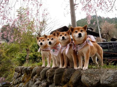 Japanese Dog, Shiba Dog, Japanese Dogs, Akita Inu, Shiba Inu Dog, Gifu, Shiba Inu, Beautiful Dogs, Rottweiler