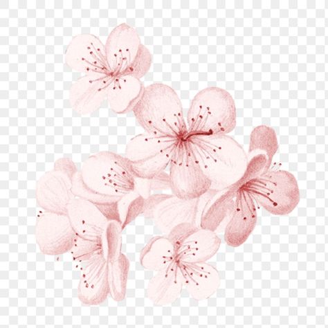 Flower Transparent Background, Cherry Blossom Png, Sakura Watercolor, Flower Transparent, Flower Collage, Png Flower, Png Aesthetic, Sakura Flower, Sakura Cherry Blossom