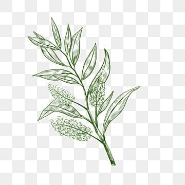 Herbal Tea Illustration, Tea Tree Illustration, Tea Leaf Illustration, Green Tea Illustration, Tea Leaves Illustration, Tea Sketch, Tree Vector Png, Herbal Leaves, Hand Decor