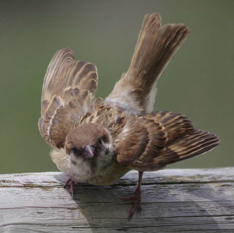 Small Bird Reference, Animal Poses Reference Photo, Bird Poses Reference, Dynamic Animal Poses Reference, Animal Drawing Reference Photo, Sparrow Reference, Animal Pose Reference, Bird Wings Reference, Animal Poses Reference