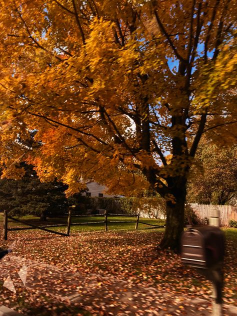 Leaves Aesthetic Fall, Fall Pictures Leaves, Stockholm Fall Aesthetic, Summer Autumn Aesthetic, Leaves Astethic, Sunny Fall Aesthetic, Autumn Nature Aesthetic, Spooky Autumn Aesthetic, Fall Aesthetic Vibes