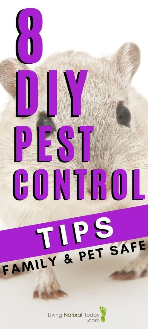 Killing Ants, Pest Prevention, Ant Killer, Diy Pest Control, Natural Pest Control, Pets Diy, Eco Living, Eco Friendly Home, Pet Odors