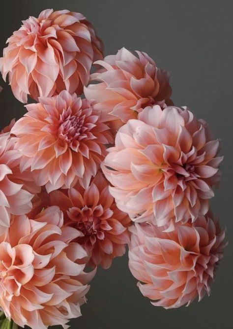 Peaches N Cream Dahlias, Salmon Color Flowers, Terra Cotta Dahlia, Light Pink Dahlia, Dahlia Flower Types, Peaches And Cream Dahlia, Peach Dahlia Bouquet, Peach Flowers Aesthetic, Pink Dahlia Bouquet