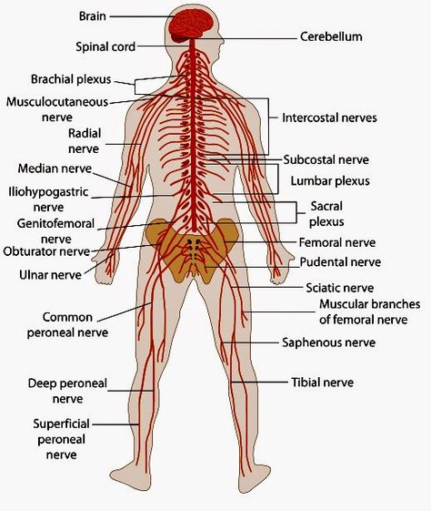 Human biology: Human nervous system Nervous System Drawing, Neuron Structure And Function, Human Body Nervous System, Nervous System Diagram, Neuron Structure, Femoral Nerve, Radial Nerve, Brain Nervous System, Human Nervous System