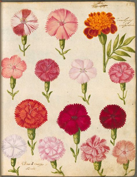 Charming early illustration of dianthus varieties (garden pinks) with one French marigold (top right). From the Monheim Florilegium, of 1615. Found on Peacay's wonderful blog Bibliodyssey. Illustration Botanique, Flowers Illustration, Vintage Botanical Prints, Botanical Beauty, Scientific Illustration, Botanical Illustrations, Botanical Drawings, Seed Packets, Plant Illustration