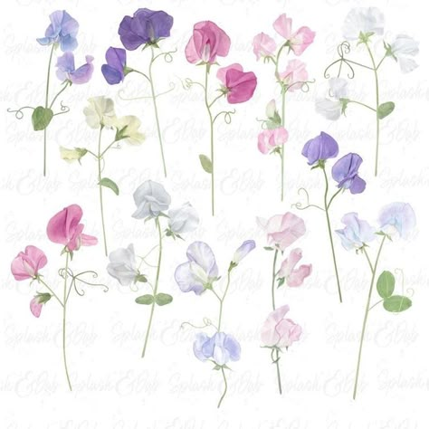 Sweet Pea Tattoo Watercolor, Sweet Peas Painting, Sweet Peas Tattoo Design, Sweet Peas Tattoo, Tattoo Sweet Pea, Sweet Pea Flowers Tattoo, Sweet Pea Flowers Drawing, Sweet Pea Tattoo Design, Sweet Pea Drawing