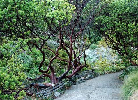 Front Yard Wall, California Native Landscape, Garden California, California Landscaping, Native Plant Landscape, California Native Garden, Yard Wall, Manzanita Tree, California Plants