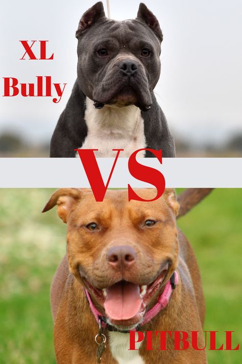 There are many differences between XL Bullies and Pitbull’s that are important to consider when purchasing your next dog. The XL Bully is one of the most mishandled and misunderstood breeds around because they are compared to the Pitbull. It is important to truly understand the differences between these types of dogs before making the important decision on what you want. We will explain the difference between an XL Bully vs. Pitbull is in this article. #pitbull Xl Bully Puppies, Xl Bully Dog, Micro Bully Dogs, Xl Bully Pitbull, Xl Bullies, Xl American Bully, Pitbull Breeds, Xl Pitbull, Bully Xl