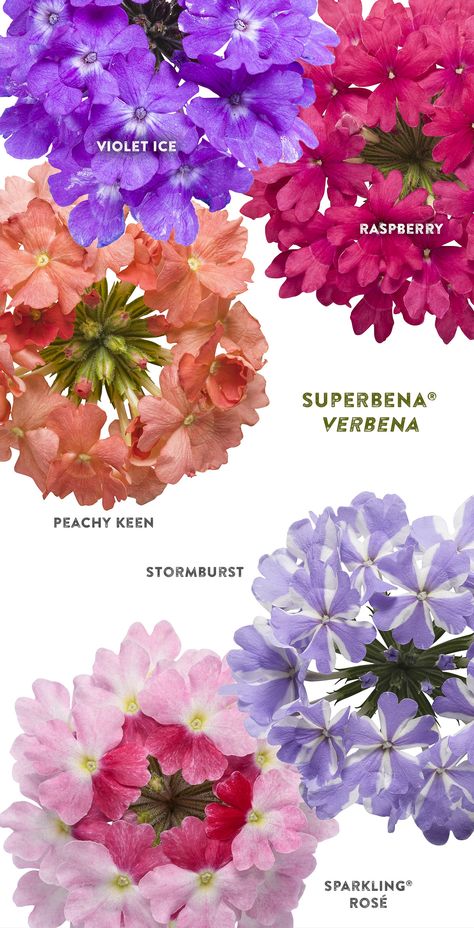 Verbena Container Ideas, Verbena Flower In Pots, Superbena Verbena, Verbena Flower, Verbena Plant, Moving Plants, Annabelle Hydrangea, Front Yard Plants, Backyard Dreams