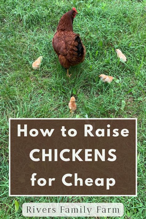 Interested in getting backyard chickens? You need to read my tips for how we raise chickens for CHEAP! Chicken math is real...and it CAN get expensive if you're not careful. But by knowing the traps and pitfalls, you can have your chickens and save money at the same time! Raising Chickens For Eggs, Chickens For Eggs, Meat Birds, Farm Chickens, Live On Less, Types Of Chickens, Fancy Chickens, Chicken Care, How To Raise Chickens