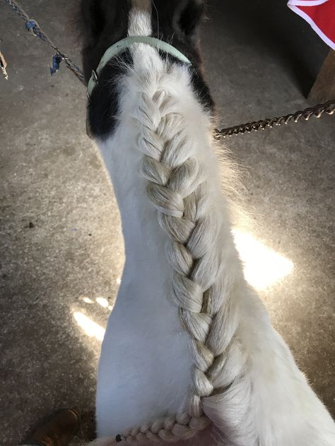 Horses Braids, Horse Mane Ideas, Rodeo Decorations, Mane Braiding, Horse Hairstyles, Tail Hairstyles, Tail Ideas, Braiding Ideas, Old Mcdonald Had A Farm