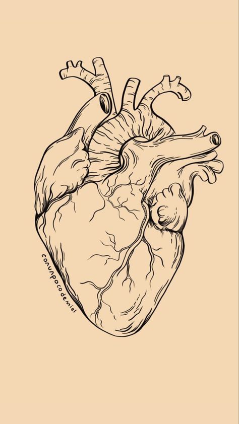 Heart Anatomy Sketch, Heart Location Anatomy, Easy Anatomical Heart Drawing, Real Life Heart Drawing, Drawing A Human Heart, The Heart Drawing, Sketch Of A Heart, Anatomically Correct Heart Drawing, Drawing Human Heart