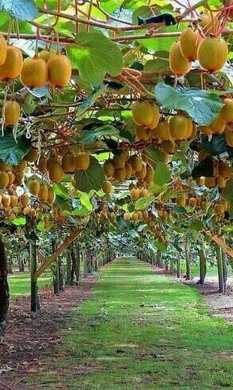 Photo Kiwi Trellis, Fruit Bearing Trees, Kampot, Tree Nursery, Fruit Photography, Beautiful Fruits, Growing Fruit, Fruit Tree, Fruit Plants