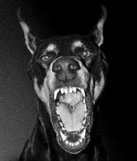 Photo Manga, Stippling, Playlist Covers, Doberman, Art Reference Photos, Graphic Poster, Dark Aesthetic, Aesthetic Art, Cover Art