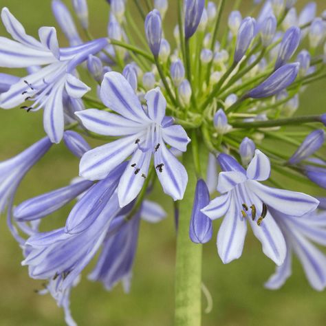 Lily of the Nile Agapanthus Africanus, Lily Of The Nile, African Lily, Purple Lily, Tropical Aesthetic, Herbaceous Perennials, Attract Butterflies, Hardy Perennials, The Nile