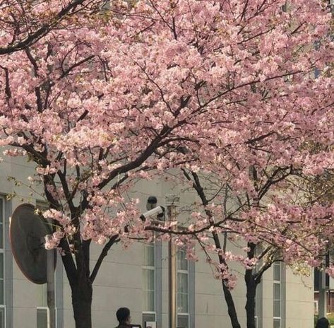 Spring Core, Cherry Blossom Trees, Cherry Blossom Season, Sakura Tree, Nothing But Flowers, Sakura Flower, Japan Aesthetic, Aesthetic Japan, Spring Aesthetic