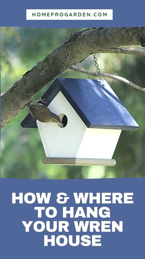 Hanging Bird Houses Ideas, Build Your Own Bird House, Carolina Wren Bird House, Wren House Plans, Wren Houses Birdhouses, Wren House Plans How To Build, Diy Wren House, Wren Bird House, Where To Hang Bird Houses