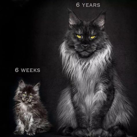 Vivo The Maine Coon Is Like No Cat You've Ever Seen Wojskowy Humor, Maine Coone, Mainecoon Cat, Chat Kawaii, Gorgeous Cats, Cat Photography, Warrior Cats, Pretty Cats, Maine Coon