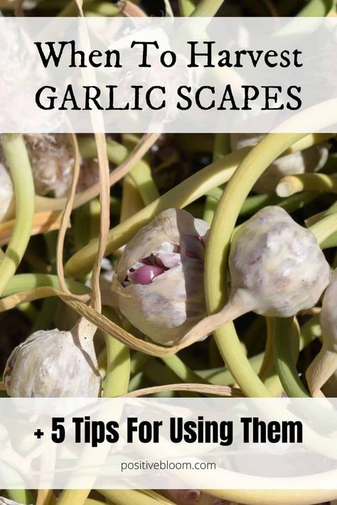 When To Harvest Garlic Scapes + 5 Tips For Using Them When To Harvest Garlic, Harvest Garlic, Harvesting Garlic, How To Store Garlic, Growing Carrots, Garlic Scapes, Container Vegetables, Hydroponic Gardening, Food Garden