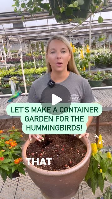 Hummingbird Garden Ideas, Plant Advice, Plants To Attract Hummingbirds, Shrimp Plant, Hummingbird Drawing, Backyard Birds Sanctuary, Hummingbird Food, Hummingbird Plants, Attract Hummingbirds